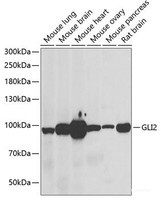 Western blot analysis of extracts of various cell lines using GLI2 Polyclonal Antibody at dilution of 1:1000.