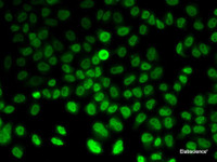 Immunofluorescence analysis of MCF7 cells using ASMT Polyclonal Antibody