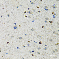 Immunohistochemistry of paraffin-embedded Rat brain using BHLHE40 Polyclonal Antibody at dilution of 1:100 (40x lens) .