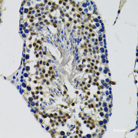 Immunohistochemistry of paraffin-embedded Mouse testis using DDX41 Polyclonal Antibody at dilution of 1:100 (40x lens) .