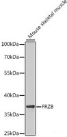 Western blot analysis of extracts of Mouse skeletal muscle using FRZB Polyclonal Antibody at dilution of 1:1000.