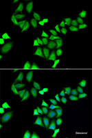 Immunofluorescence analysis of A549 cells using GALE Polyclonal Antibody