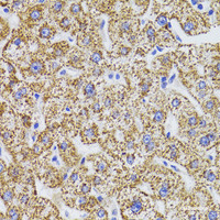 Immunohistochemistry of paraffin-embedded Human liver using GATM Polyclonal Antibody at dilution of 1:100 (40x lens) .