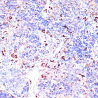 Immunohistochemistry of paraffin-embedded Mouse spleen using GATM Polyclonal Antibody at dilution of 1:100 (40x lens) .