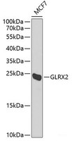 Western blot analysis of extracts of MCF-7 cells using GLRX2 Polyclonal Antibody at dilution of 1:1000.