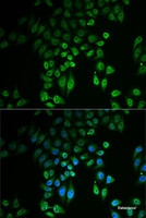 Immunofluorescence analysis of U2OS cells using GPLD1 Polyclonal Antibody