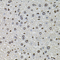 Immunohistochemistry of paraffin-embedded Mouse liver using Histone H2A.Z Polyclonal Antibody at dilution of 1:100 (40x lens) .