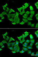 Immunofluorescence analysis of A549 cells using HAGH Polyclonal Antibody