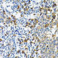 Immunohistochemistry of paraffin-embedded Human tonsil using HYOU1 Polyclonal Antibody at dilution of 1:100 (40x lens) .