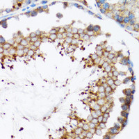 Immunohistochemistry of paraffin-embedded Mouse testis using HYOU1 Polyclonal Antibody at dilution of 1:100 (40x lens) .