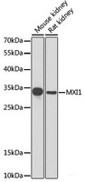 Western blot analysis of extracts of various cell lines using MXI1 Polyclonal Antibody at dilution of 1:1000.