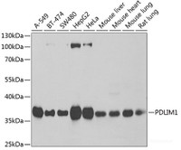 Western blot analysis of extracts of various cell lines using PDLIM1 Polyclonal Antibody at dilution of 1:1000.