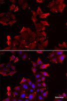 Immunofluorescence analysis of U2OS cells using PDLIM1 Polyclonal Antibody