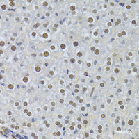 Immunohistochemistry of paraffin-embedded Mouse liver using PPP1R8 Polyclonal Antibody at dilution of 1:100 (40x lens) .