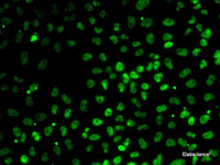 Immunofluorescence analysis of MCF7 cells using PPP1R8 Polyclonal Antibody