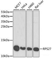 Western blot analysis of extracts of various cell lines using RPS27 Polyclonal Antibody at dilution of 1:1000.