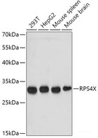 Western blot analysis of extracts of various cell lines using RPS4X Polyclonal Antibody at dilution of 1:1000.