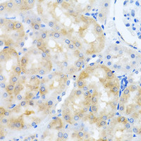 Immunohistochemistry of paraffin-embedded Rat kidney using SCO1 Polyclonal Antibody at dilution of 1:100 (40x lens) .