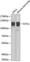 Western blot analysis of extracts of various cell lines using SCYL1 Polyclonal Antibody at dilution of 1:1000.
