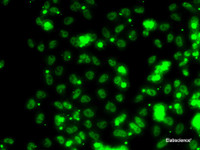 Immunofluorescence analysis of HeLa cells using SECISBP2 Polyclonal Antibody