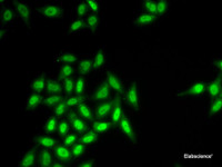Immunofluorescence analysis of HeLa cells using SETMAR Polyclonal Antibody