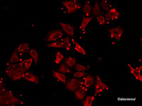 Immunofluorescence analysis of MCF7 cells using SLC23A2 Polyclonal Antibody