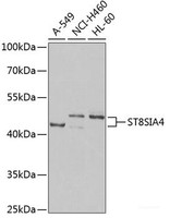 Western blot analysis of extracts of various cell lines using ST8SIA4 Polyclonal Antibody at dilution of 1:1000.