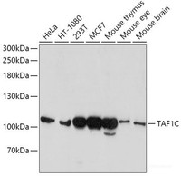 Western blot analysis of extracts of various cell lines using TAF1C Polyclonal Antibody at dilution of 1:1000.