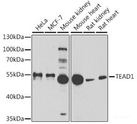 Western blot analysis of extracts of various cell lines using TEAD1 Polyclonal Antibody at dilution of 1:1000.