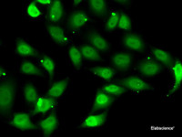 Immunofluorescence analysis of MCF7 cells using TEAD1 Polyclonal Antibody