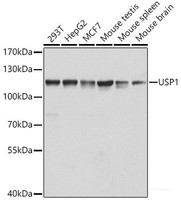 Western blot analysis of extracts of various cell lines using USP1 Polyclonal Antibody at dilution of 1:1000.