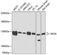Western blot analysis of extracts of various cell lines using XPO5 Polyclonal Antibody.