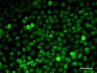 Immunofluorescence analysis of MCF7 cells using XPO5 Polyclonal Antibody