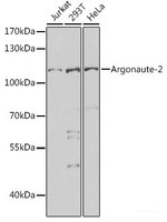 Western blot analysis of extracts of various cell lines using Argonaute-2 Polyclonal Antibody at dilution of 1:1000.