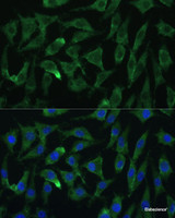 Immunofluorescence analysis of L929 cells using Argonaute-2 Polyclonal Antibody at dilution of 1:100 (40x lens) . Blue: DAPI for nuclear staining.