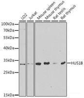 Western blot analysis of extracts of various cell lines using HUS1B Polyclonal Antibody at dilution of 1:1000.