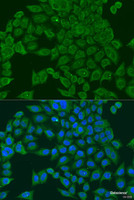 Immunofluorescence analysis of U2OS cells using PIWIL1 Polyclonal Antibody at dilution of 1:100. Blue: DAPI for nuclear staining.