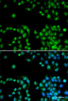 Immunofluorescence analysis of HeLa cells using POLR2L Polyclonal Antibody