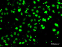 Immunofluorescence analysis of HeLa cells using NUDT2 Polyclonal Antibody