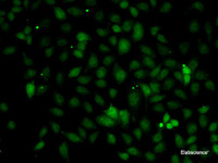 Immunofluorescence analysis of A-549 cells using C1S Polyclonal Antibody