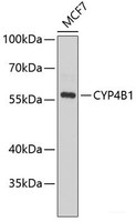 Western blot analysis of extracts of MCF-7 cells using CYP4B1 Polyclonal Antibody at dilution of 1:1000.