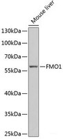 Western blot analysis of extracts of Mouse liver using FMO1 Polyclonal Antibody at dilution of 1:1000.