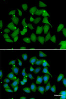Immunofluorescence analysis of HeLa cells using FMO1 Polyclonal Antibody