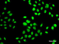 Immunofluorescence analysis of MCF7 cells using GPS1 Polyclonal Antibody