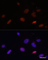 Immunofluorescence analysis of U-2 OS cells using Histone H1.0 Polyclonal Antibody at dilution of 1:100. Blue: DAPI for nuclear staining.