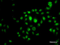 Immunofluorescence analysis of U2OS cells using HOXB7 Polyclonal Antibody