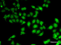 Immunofluorescence analysis of U2OS cells using AFF1 Polyclonal Antibody