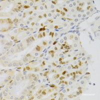 Immunohistochemistry of paraffin-embedded Rat stomach using NASP Polyclonal Antibody at dilution of 1:100 (40x lens) .