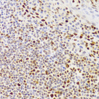 Immunohistochemistry of paraffin-embedded Human tonsil using NASP Polyclonal Antibody at dilution of 1:100 (40x lens) .