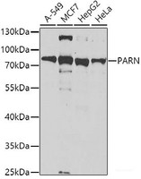 Western blot analysis of extracts of various cell lines using PARN Polyclonal Antibody at dilution of 1:1000.